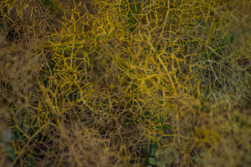 Texture for design. Amazing plants with beautiful textures. Pattern for decoration