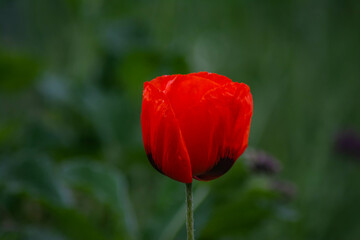 Obraz premium Red poppies. Poppies in nature. Beautiful poppy flowers.