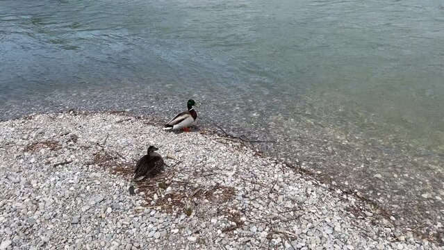 Two ducks relaxing on riverbed