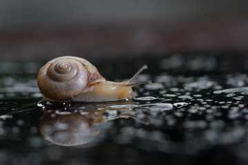 Snail on a water on a sunny day close-up