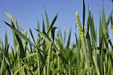 Green ears of wheat in a field against a blue sky. Space for text. Agriculture.