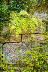 Pattern of ancient bricks and stones at old middle age fortress wall covered with moss, fern and lichen, as a background, closeup, details.