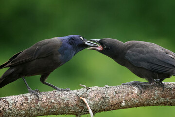 Fototapeta premium Grackles feeding chicks