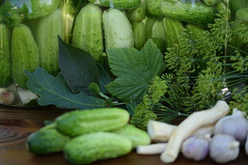 Leaves of oak, cherry and currant - herbs for jars of pickled cucumbers, fermented cucumbers. pickles, dill, garlic, horseradish and herbs.