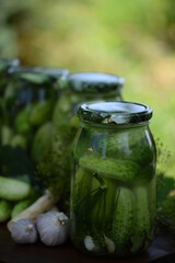 Jars of pickled cucumbers, fermented cucumbers, pickles, dill, garlic, horseradish and herbs.