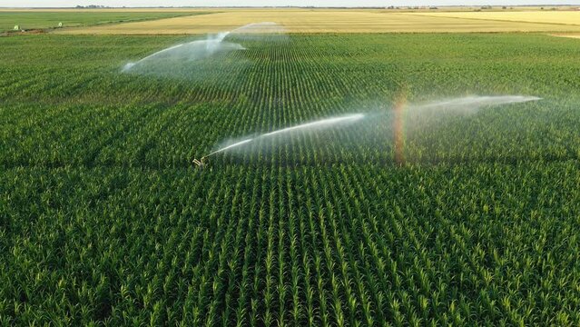 Aerial view of irrigation system, water jet rain guns sprinklers, on field with corn, helping grow, vegetation in dry season, increases crop yields.