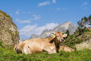 Fototapeta na wymiar herd of cows in Plan d´Estan, Benasque Valley, Huesca, Pyrenean mountain range, Spain