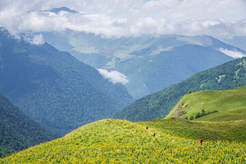 Fototapeta na wymiar hikers crossing the Plato de Campsaure among yellow gentian flowers, Pyrenean mountain range, France