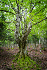 beech-fir forest of Suberlenc, lys valley, Pyrenean mountain range, France