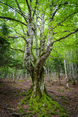 Fototapeta premium beech-fir forest of Suberlenc, lys valley, Pyrenean mountain range, France