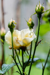 rosebush, Astau valley, Luchon, Pyrenean mountain range, France