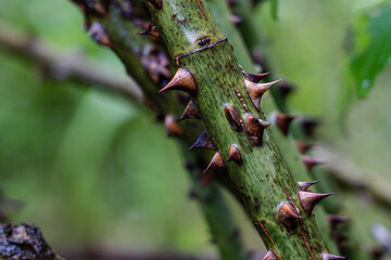 rosebush spines, Astau valley, Luchon, Pyrenean mountain range, France