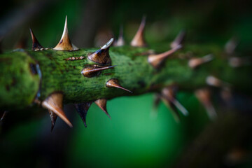 rosebush spines, Astau valley, Luchon, Pyrenean mountain range, France