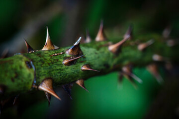 rosebush spines, Astau valley, Luchon, Pyrenean mountain range, France