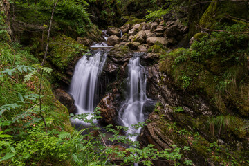 Obraz na płótnie Canvas beech-fir forest of Suberlenc, lys valley, Pyrenean mountain range, France
