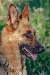 German Shepherd. Portrait of a German Shepherd. Pretty dog
