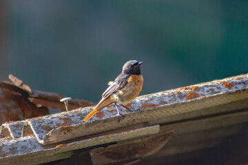 Common redstart. Beautiful redstart bird in the wild. Nice bird