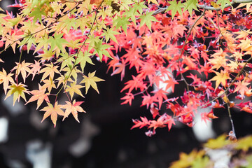 日本楓の紅葉