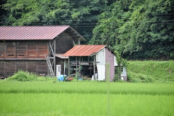 日本の田舎、原風景、夏、美山、かやぶき、美山かやぶきの里、水田、稲作、小屋
