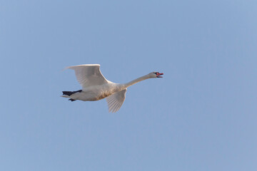 white swan flying in a blue sky