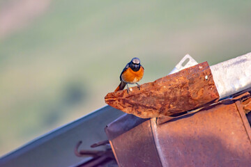 Common redstart. Beautiful redstart bird in the wild. Nice bird