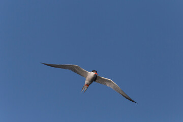 arctic tern flying in a blue sky