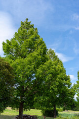 Obraz premium メタセコイヤ 夏