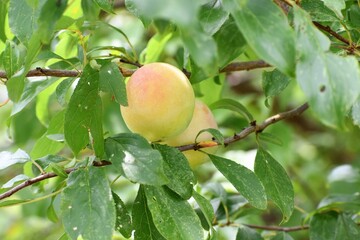 日本の田舎、原風景、夏、美山、かやぶき、美山かやぶきの里、桃