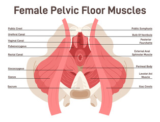 Fototapeta Anatomy of female pelvic floor muscles. Crotch anatomy, pelvic floor obraz