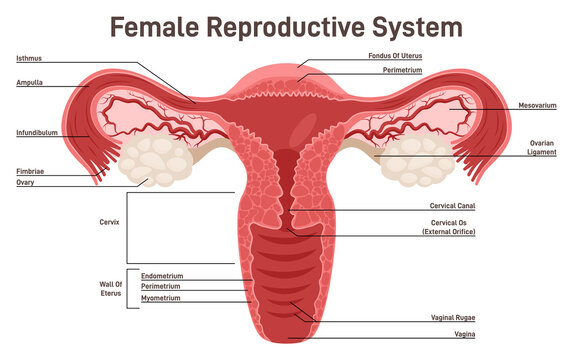 Female reproductive system. Healthy human internal organs.