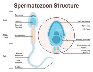Human sperm cell. Anatomical structure of spermatozoon. Acrosome, nucleus