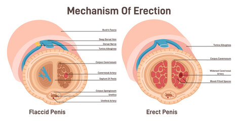 Erection mechanism. Cross section diagram of male reproductive - obrazy, fototapety, plakaty