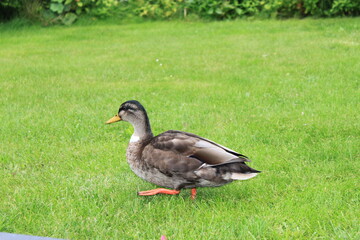 a mallard duck walks across a green meadow