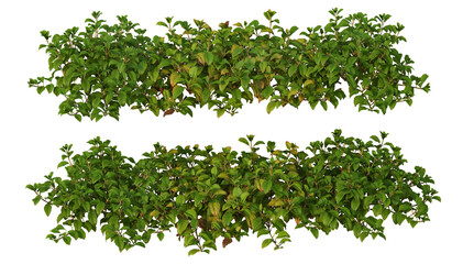 Shrubs and flowering plants on a white background