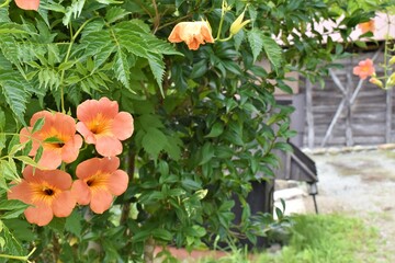 日本の田舎、原風景、夏、美山、かやぶき、美山かやぶきの里、石垣、古民家、しっくい、日本家屋、歴史的建造物、木造建築