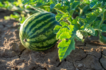 Watermelon grows on a green watermelon plantation in summer. Agricultural watermelon field.