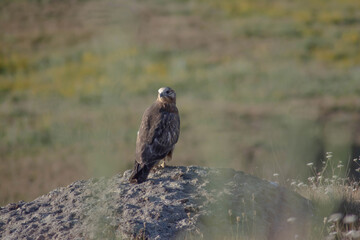 Eagle in the wild. A beautiful eagle sits on a stone