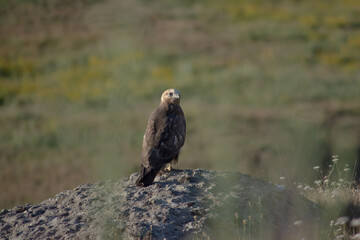Eagle in the wild. A beautiful eagle sits on a stone