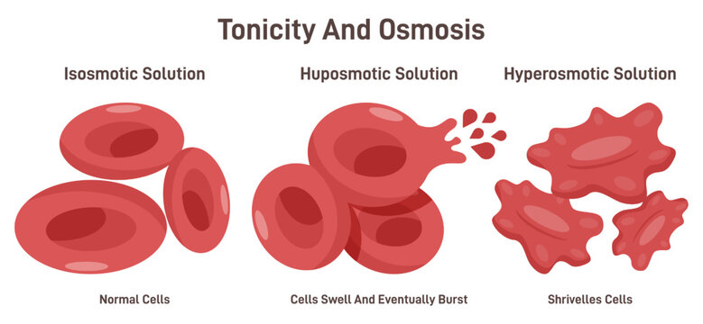 Tonicity as osmosis of the blood cells. Hypertonic, isotonic, hypotonic pressure