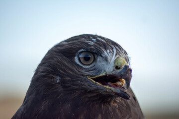 Eagle in the wild. Eagle portrait. Eagle head. Beautiful bird Buteoninae
