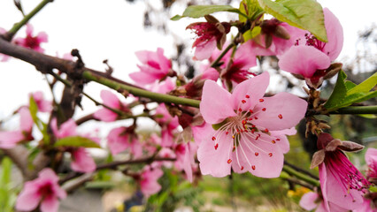 pink cherry blossom
