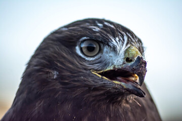 Eagle in the wild. Eagle portrait. Eagle head. Beautiful bird Buteoninae