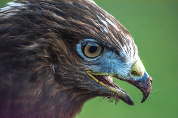 Eagle in the wild. Eagle portrait. Eagle head. Beautiful bird Buteoninae