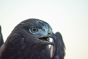 Falcon in the wild. Hawk portrait. Eagle head. Beautiful buzzard bird. Birds in wild.