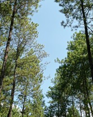 trees and sky