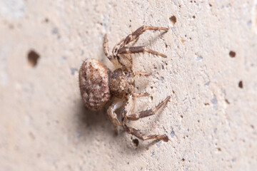 Xysticus sp. spider posed on a concrete wall waiting for preys