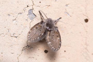 Clogmia albipunctata posed on a concrete wall under ther sun