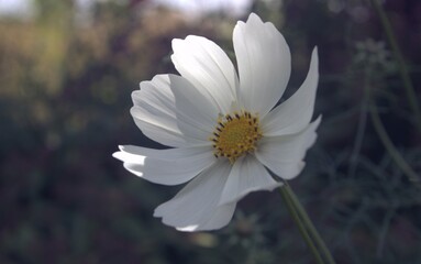 White blooming flower in the garden 