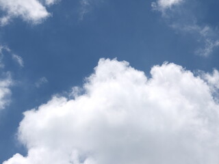 common daisy and daisy violet in the green field , park that you can enjoy