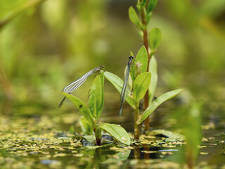 Azure Damselflies Drying Out Having Just Emerged from a Larva